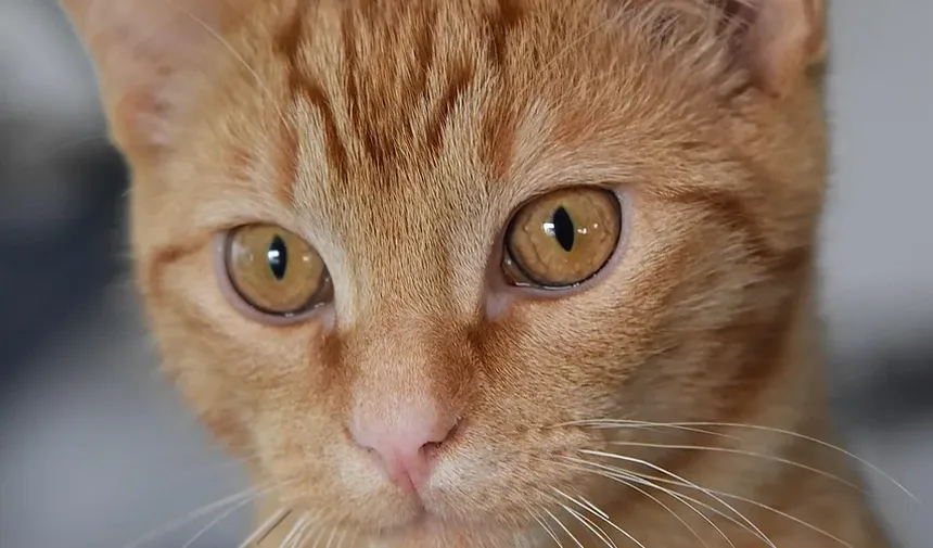 Quanto Tempo Demora para Gatos se Recuperarem de Uma Insolação?
