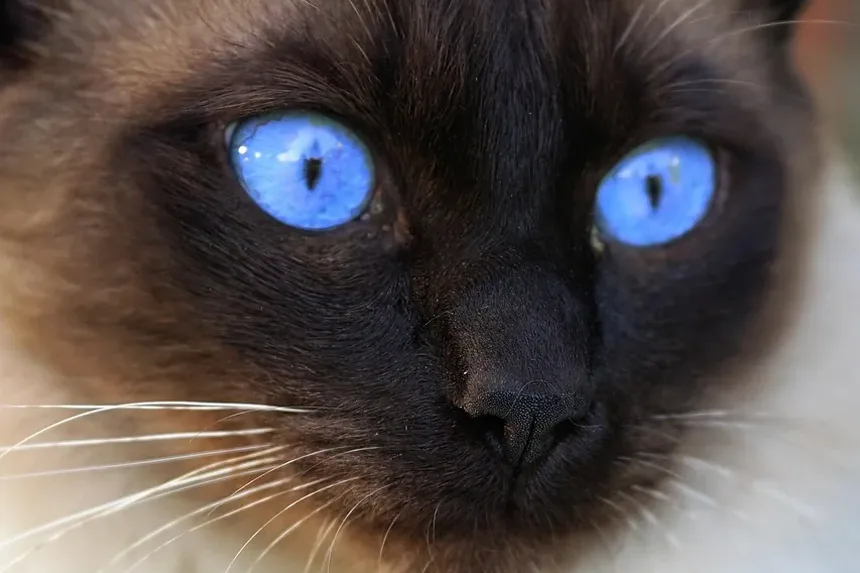 Quanto Tempo Demora para Gatos se Recuperarem de Uma Insolação?