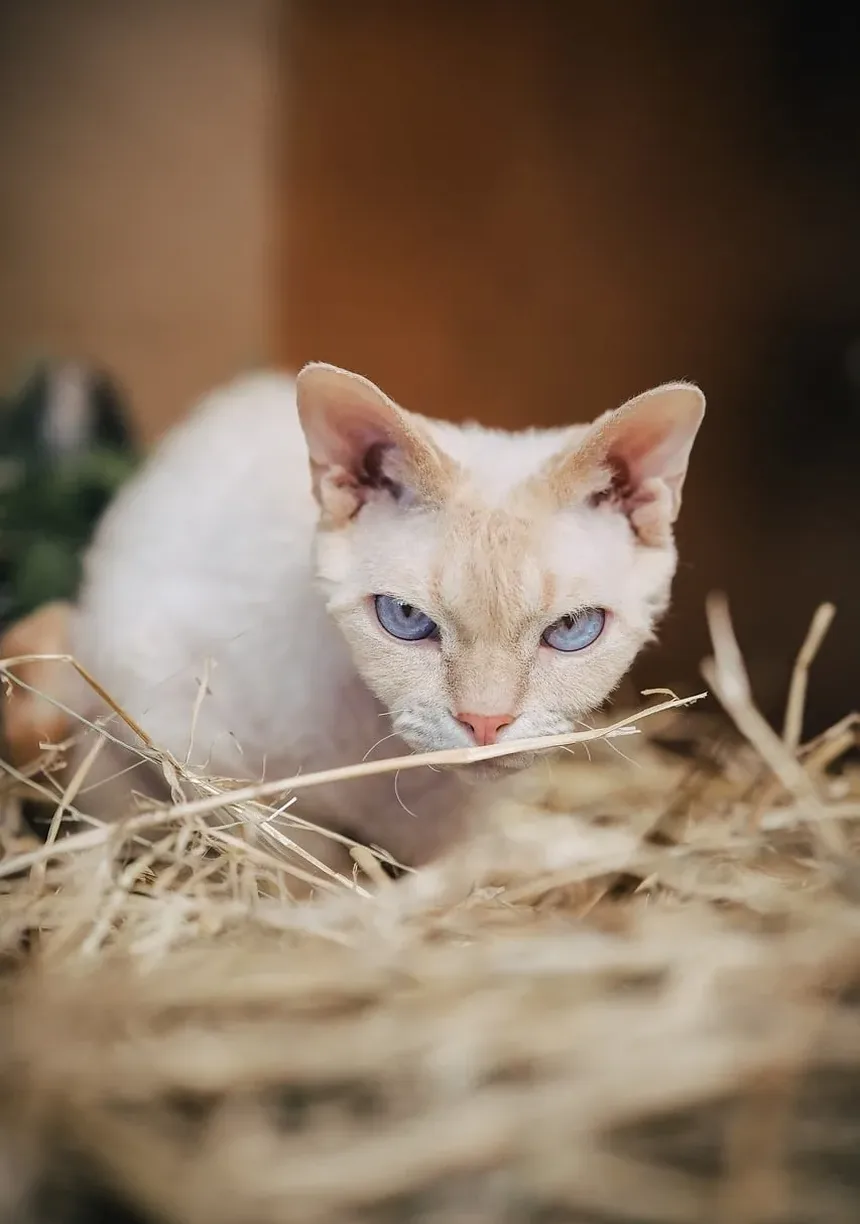 Com que frequência devo escovar meu gato peludo?