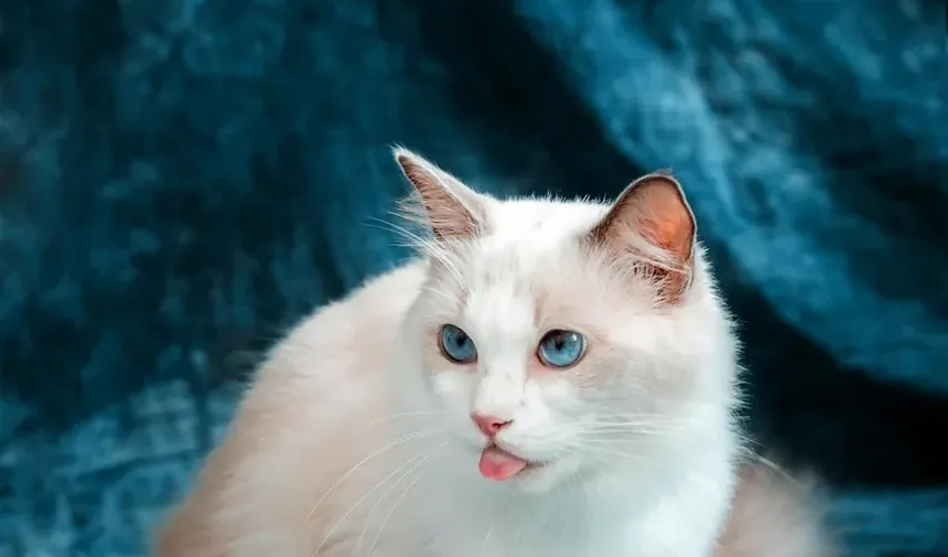Com que frequência devo escovar meu gato peludo?