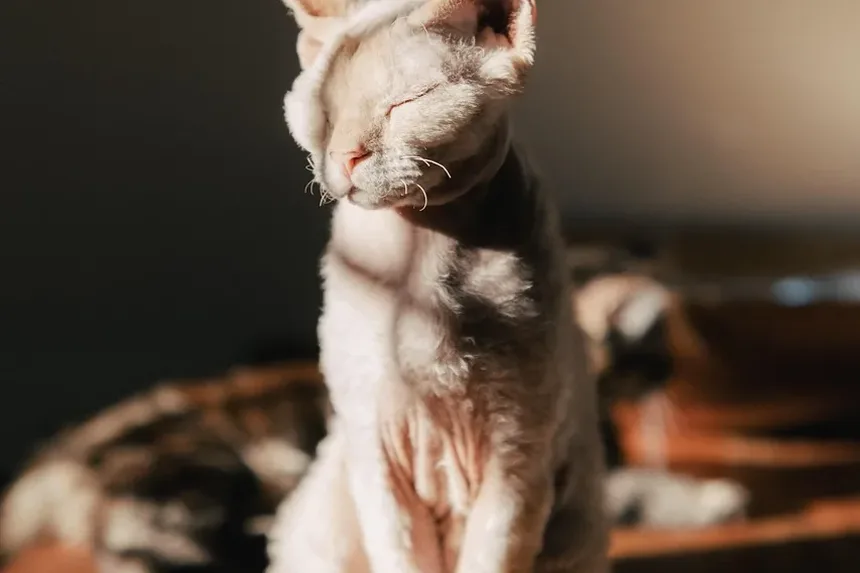 Com que frequência devo escovar meu gato peludo?