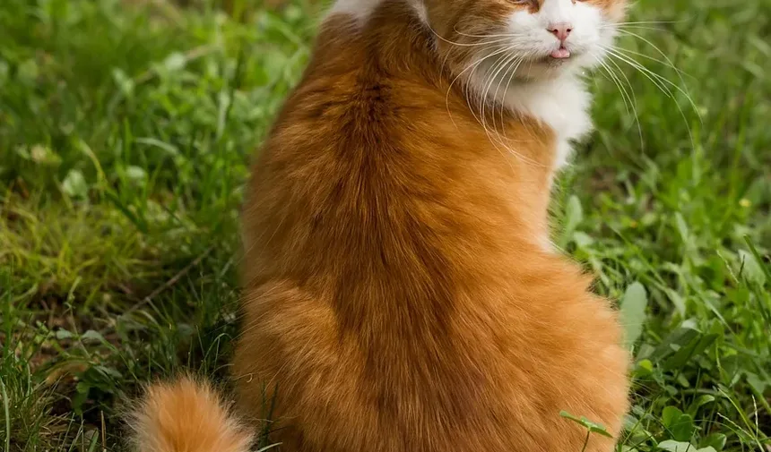 Como Ajudar um Gato com Baixa Contagem de Glóbulos Vermelhos