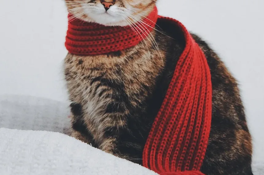 Como Ajudar um Gato com Baixa Contagem de Glóbulos Vermelhos