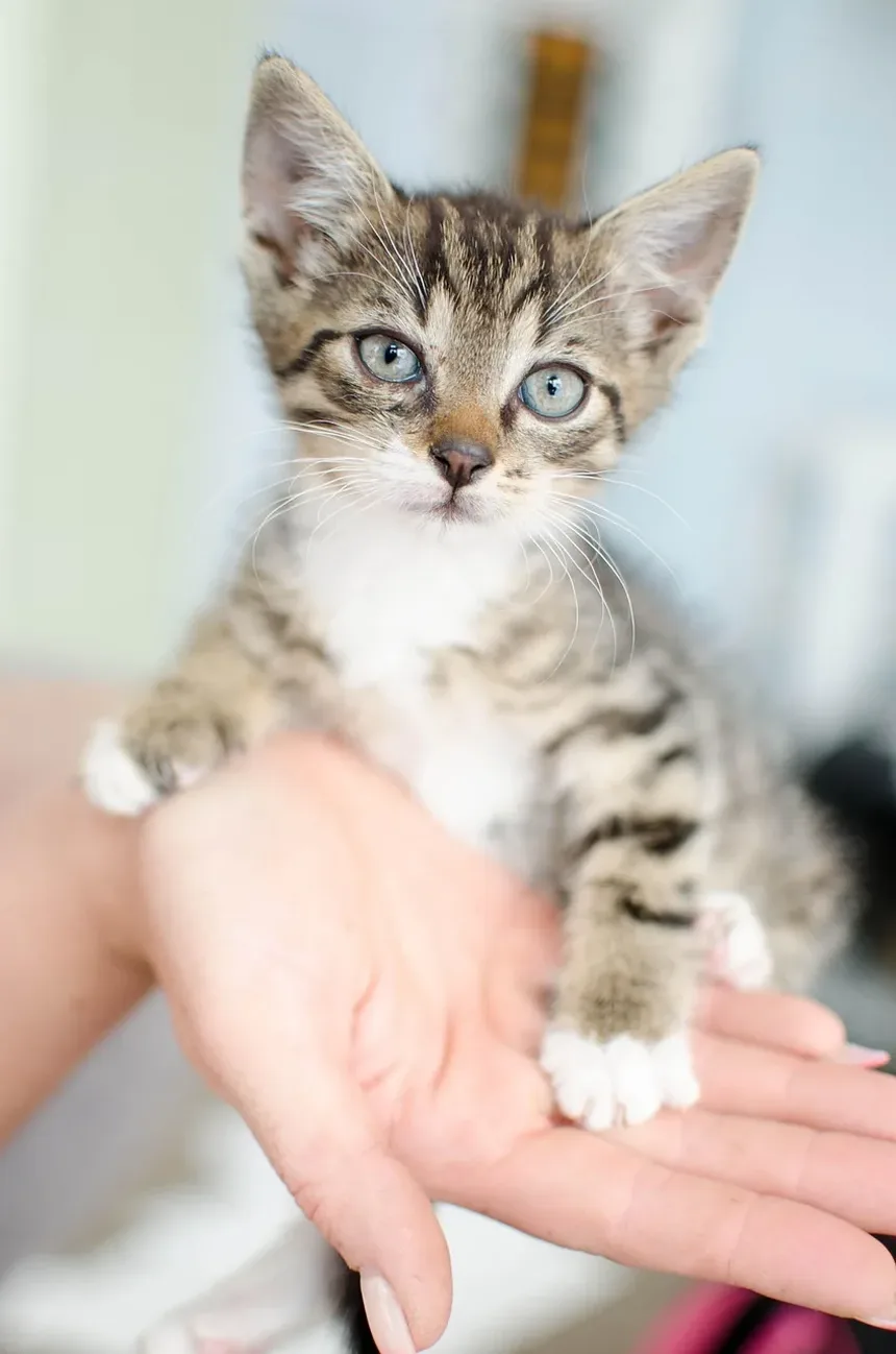 Como Fazer Meu Gato Se Sentir Melhor Após as Vacinas