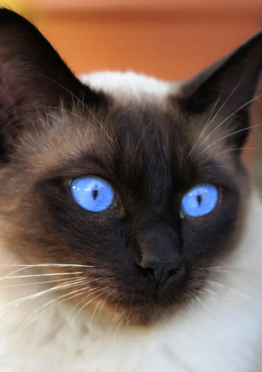 Como Fazer Meu Gato Se Sentir Melhor Após as Vacinas