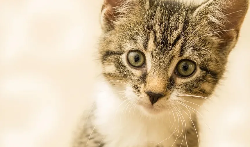 Como Fazer Meu Gato Se Sentir Melhor Após as Vacinas