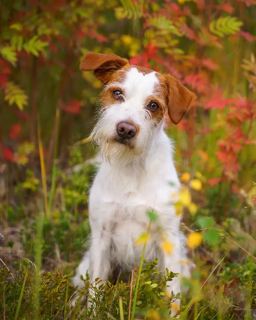 Como Tratar uma Ferida na Almofada da Pata do Cachorro: Um Guia Completo