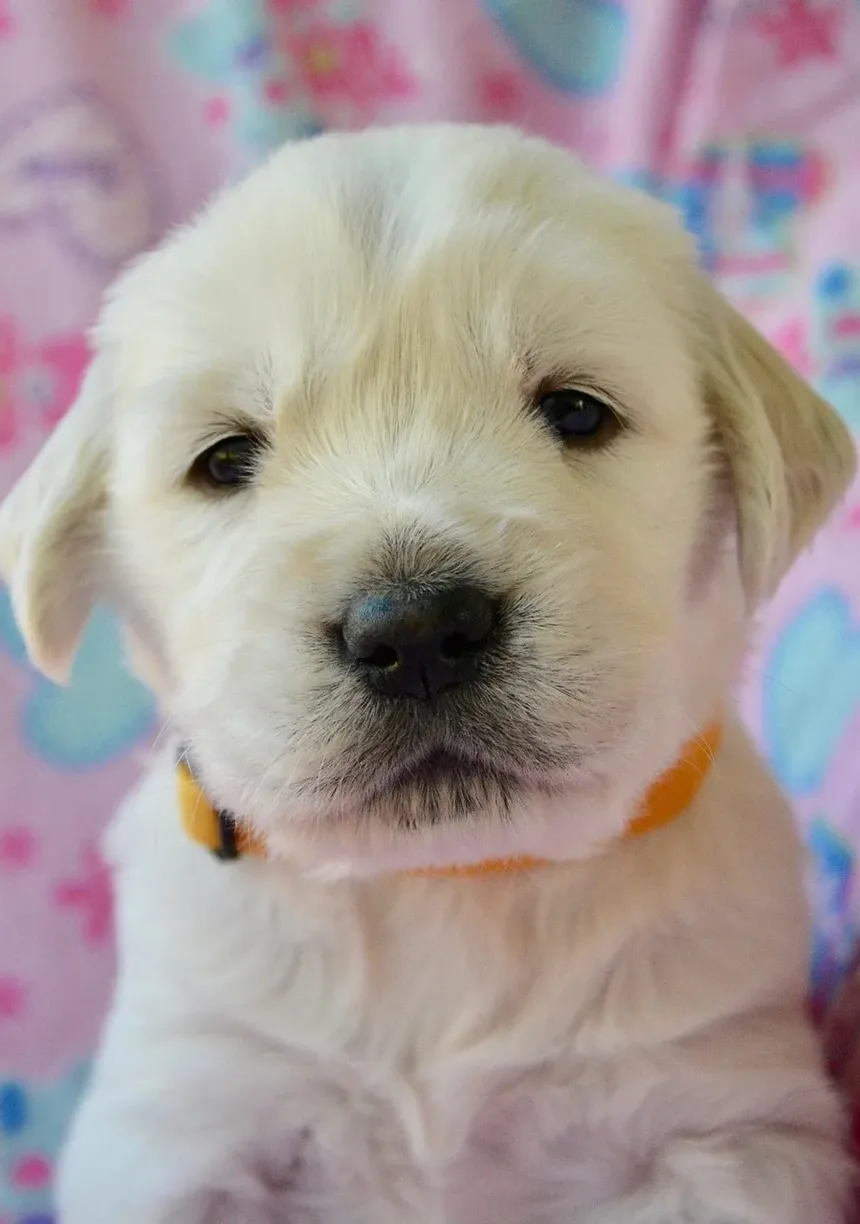 Como Tratar uma Ferida na Almofada da Pata do Cachorro: Um Guia Completo