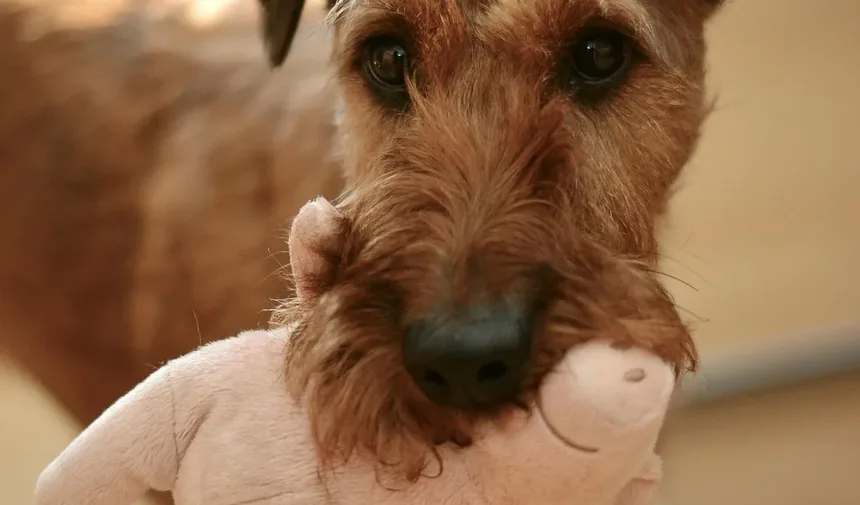 Como Tratar uma Ferida na Almofada da Pata do Cachorro: Um Guia Completo