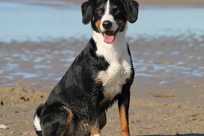 Como Tratar uma Ferida na Almofada da Pata do Cachorro: Um Guia Completo