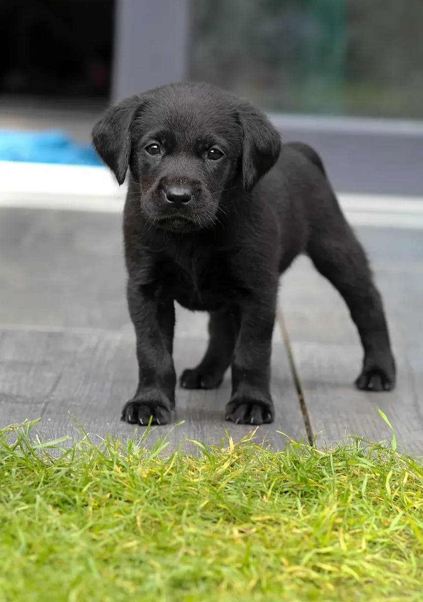Como Tratar uma Ferida no Pescoço do Cão: Um Guia Completo