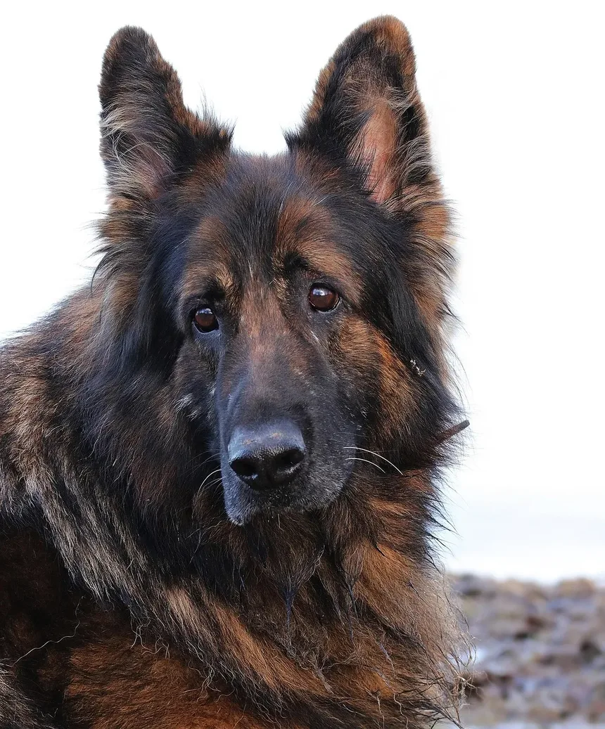 Como Tratar uma Lesão no Tendão da Perna Traseira do Cão