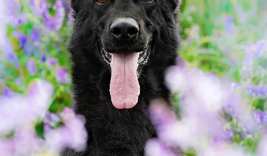 Como Tratar uma Lesão no Tendão da Perna Traseira do Cão
