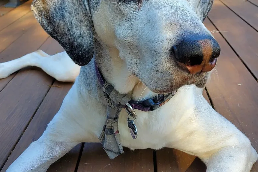 Como Tratar uma Lesão no Tendão da Perna Traseira do Cão