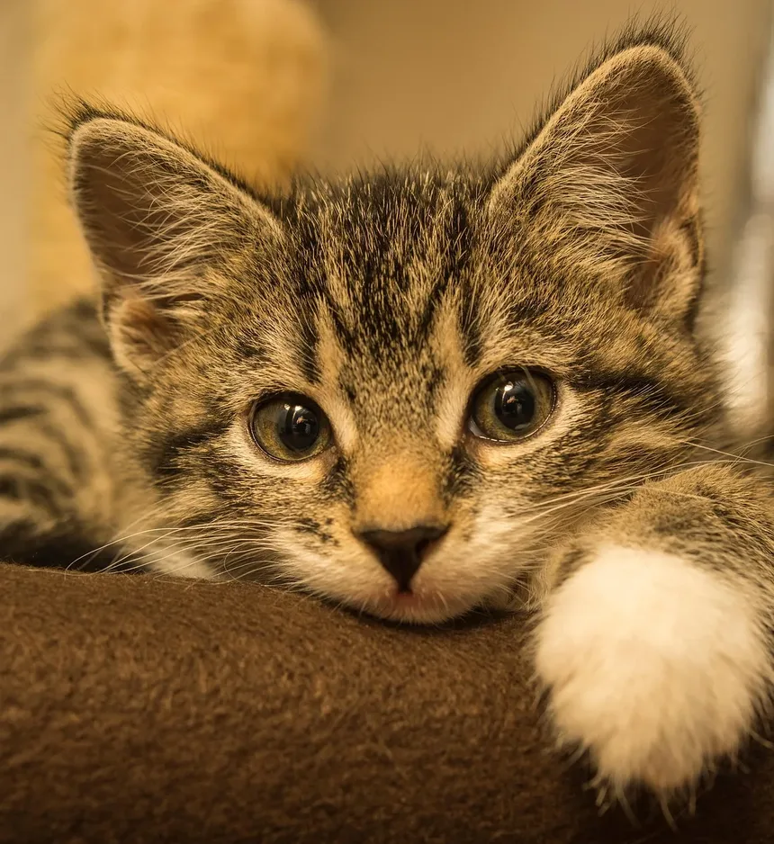 Como Tratar Alergias em Gatos: Um Guia Abrangente