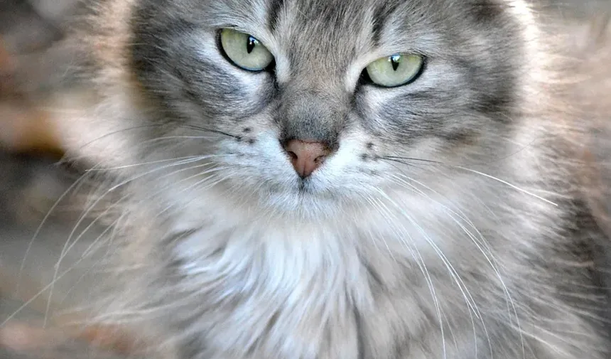 Como Tratar Alergias em Gatos: Um Guia Abrangente