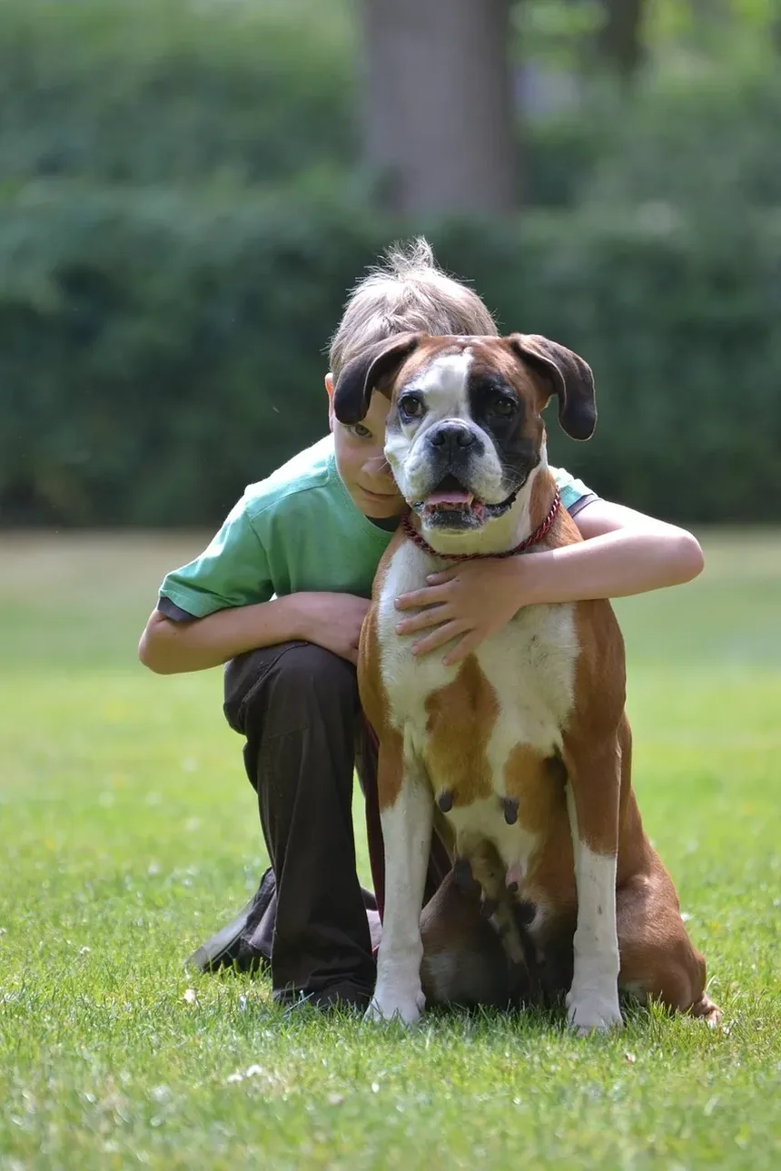 Como Tratar Doenças de Pele em Cães Naturalmente em Casa