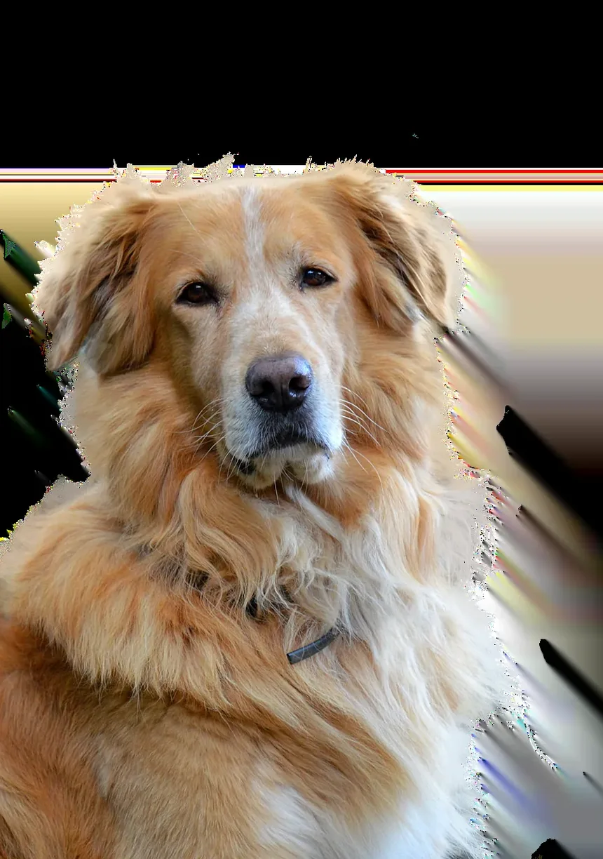 Como Tratar Doenças de Pele em Cães Naturalmente em Casa