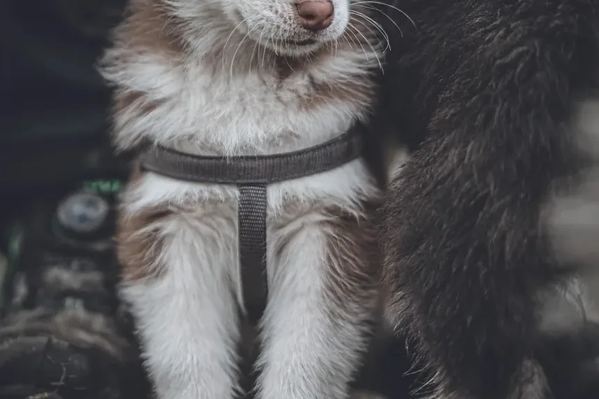 Como Tratar Doenças de Pele em Cães Naturalmente em Casa