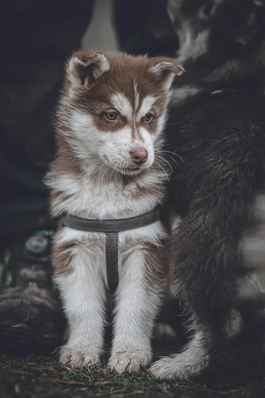 Uma Dieta Rica em Proteínas é Boa para Cães Idosos?