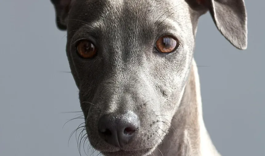 Uma Dieta Rica em Proteínas é Boa para Cães Idosos?