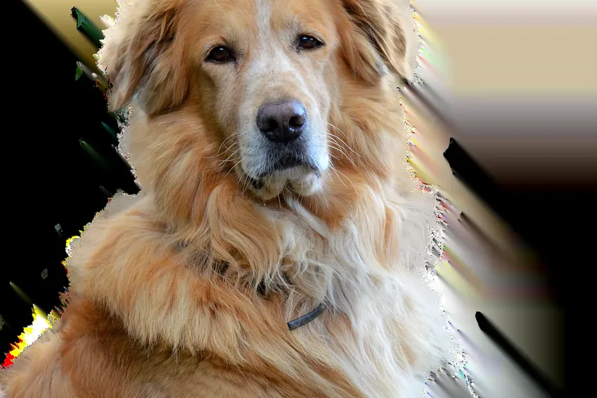 Uma Dieta Rica em Proteínas é Boa para Cães Idosos?