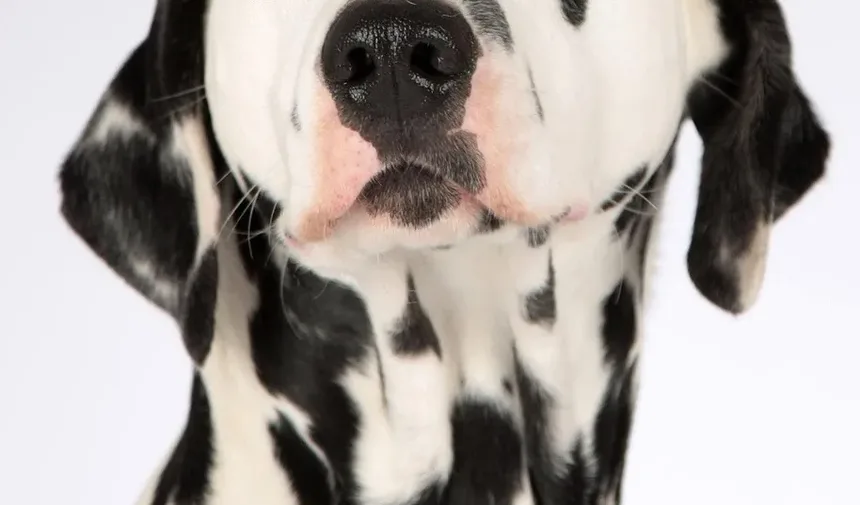 Alívio para Pele Seca em Cães: Estratégias e Soluções Abrangentes