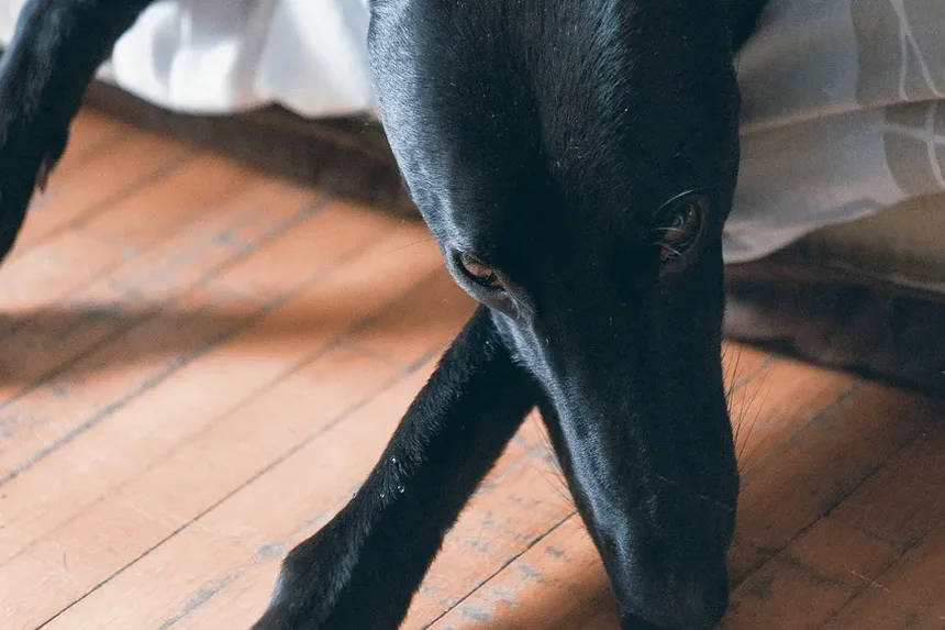 Alívio para Pele Seca em Cães: Estratégias e Soluções Abrangentes