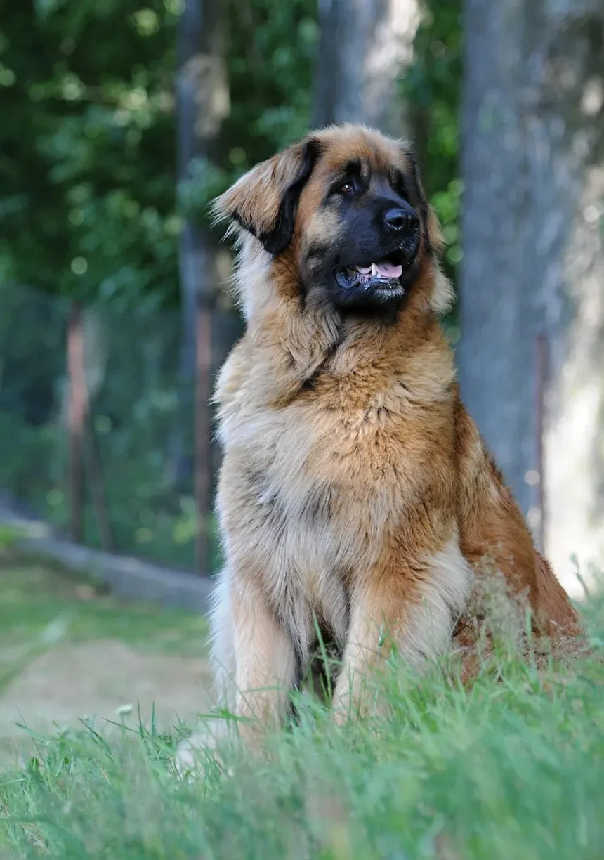 Efeitos Colaterais da Vacina 5 em 1: Entendendo a Diarreia em Cães