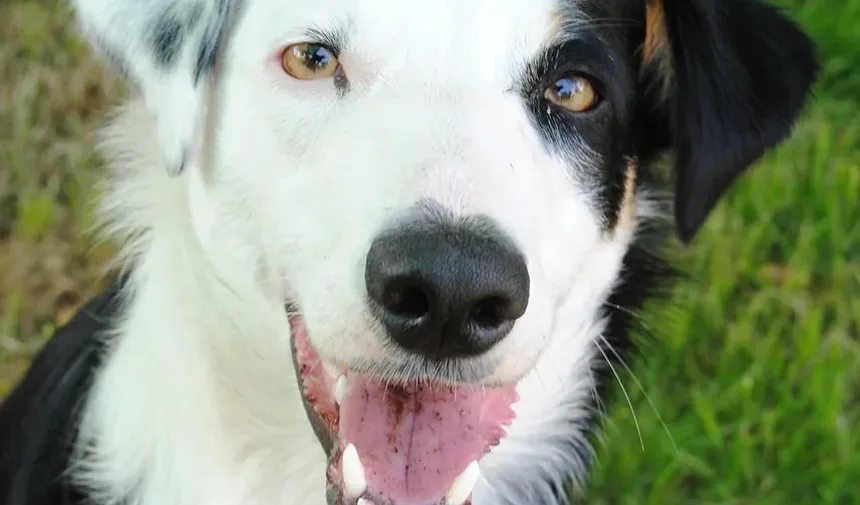 Efeitos Colaterais da Vacina 5 em 1: Entendendo a Diarreia em Cães