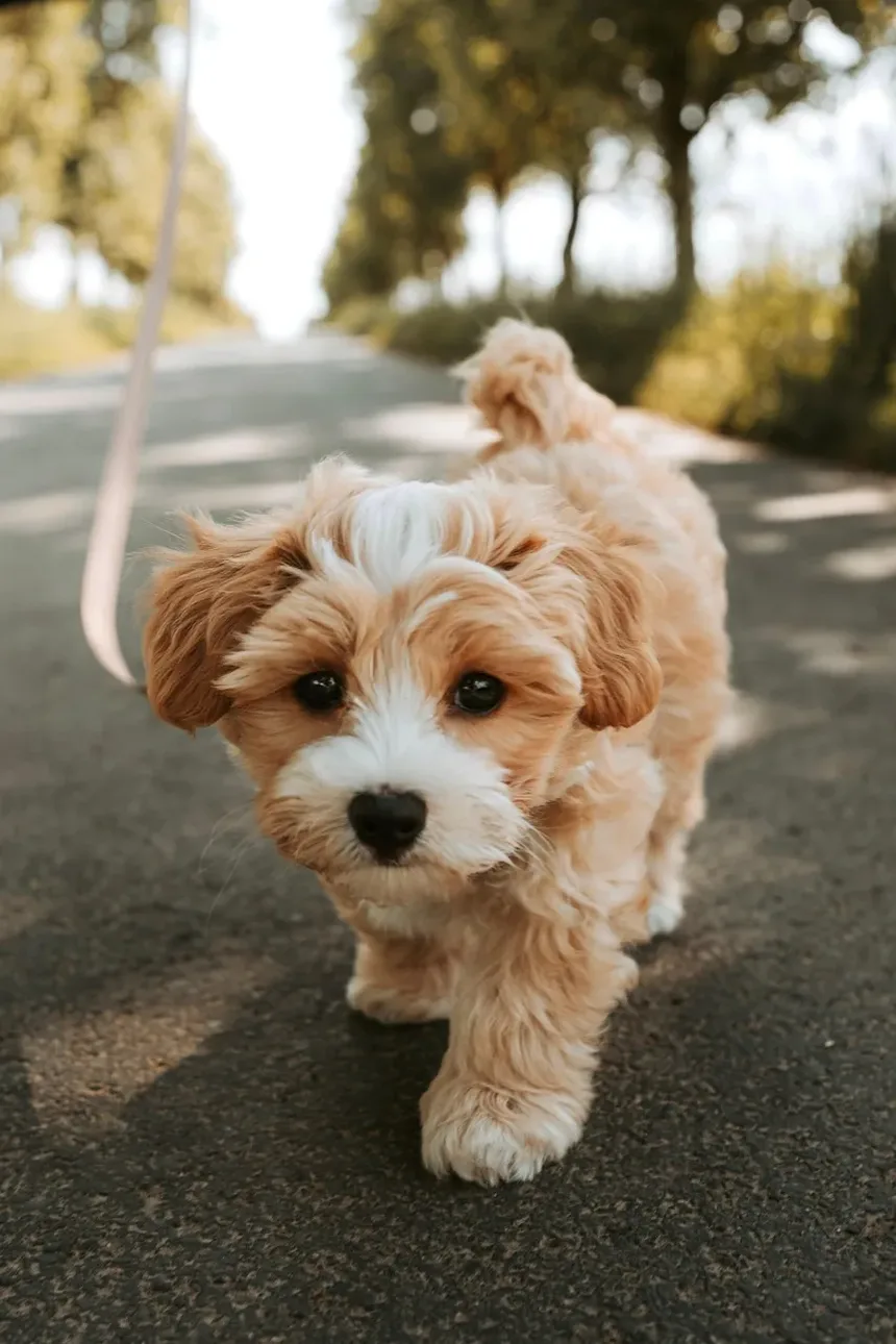 O que causa infecções de ouvido recorrentes em cães?