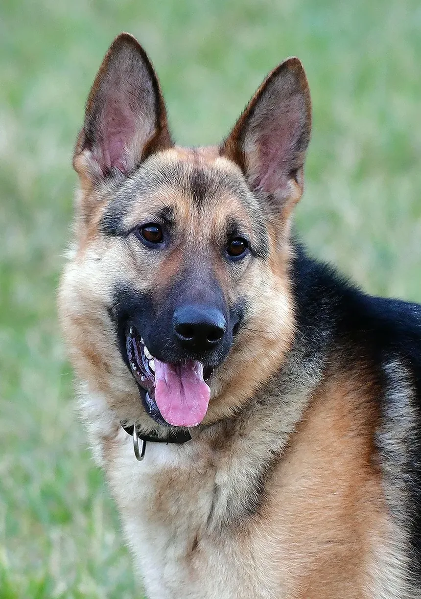 O que causa infecções de ouvido recorrentes em cães?