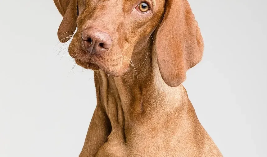 O que causa infecções de ouvido recorrentes em cães?