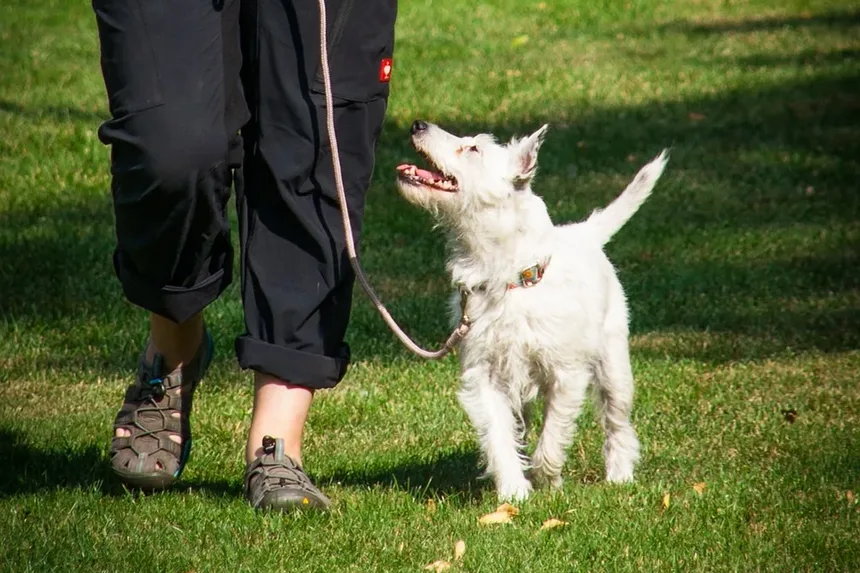 O que causa infecções de ouvido recorrentes em cães?