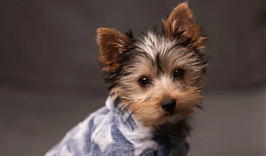 Quais Frutas Frescas os Cães Podem Comer?