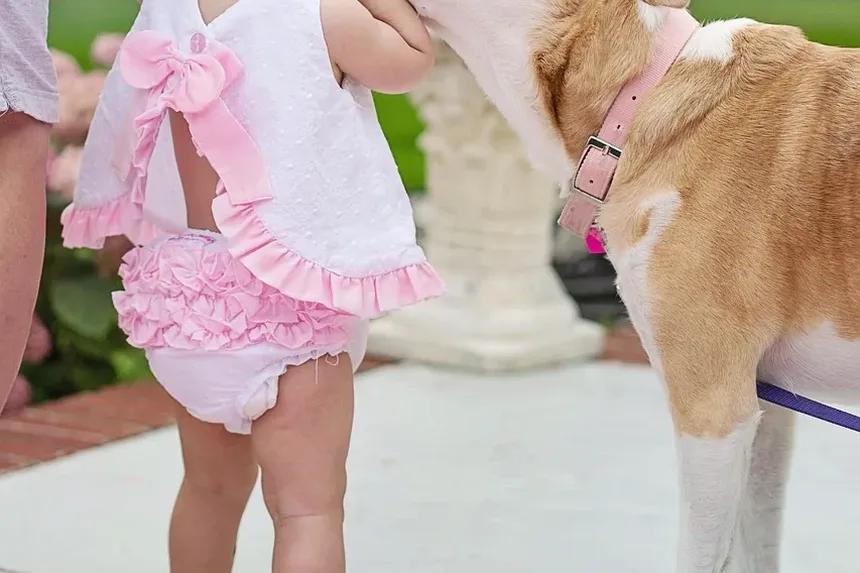 Quais Frutas Frescas os Cães Podem Comer?