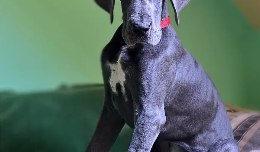 O que é bom para cães idosos com artrite?