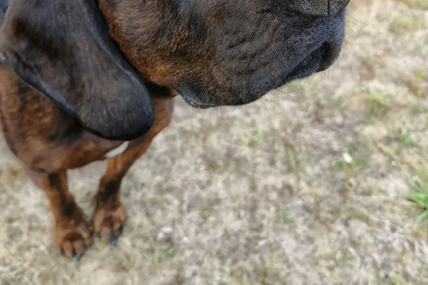 O que é bom para cães idosos com artrite?