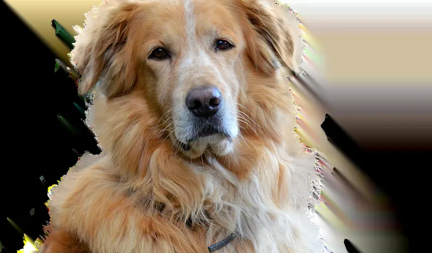 O Que Fazer Se Meu Cão Está com Rabo Mole: Um Guia Completo