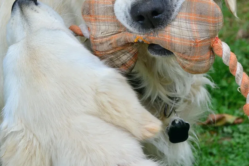 O Que Fazer Se Meu Cão Está com Rabo Mole: Um Guia Completo
