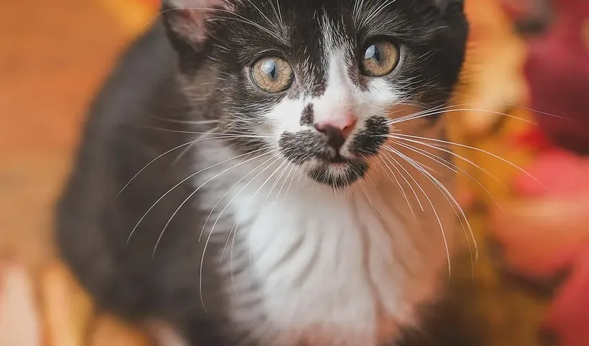 Por Que De Repente Estou Alérgico ao Meu Gato?