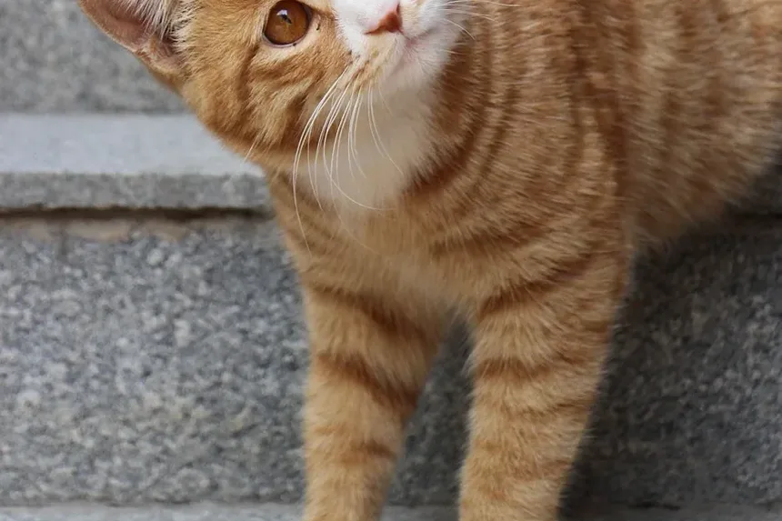 Por Que De Repente Estou Alérgico ao Meu Gato?