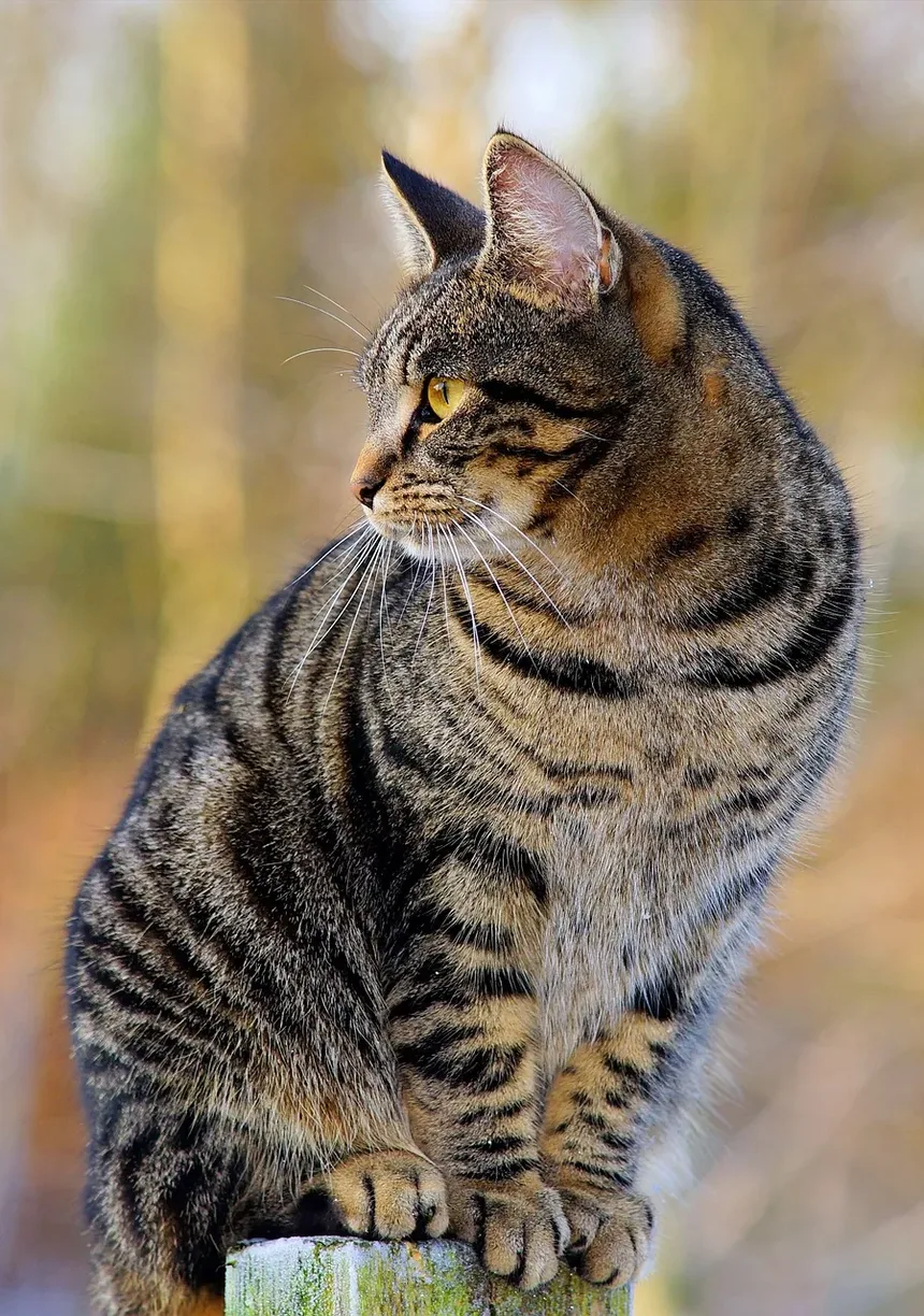 Por que minha gata coça as orelhas e balança a cabeça?