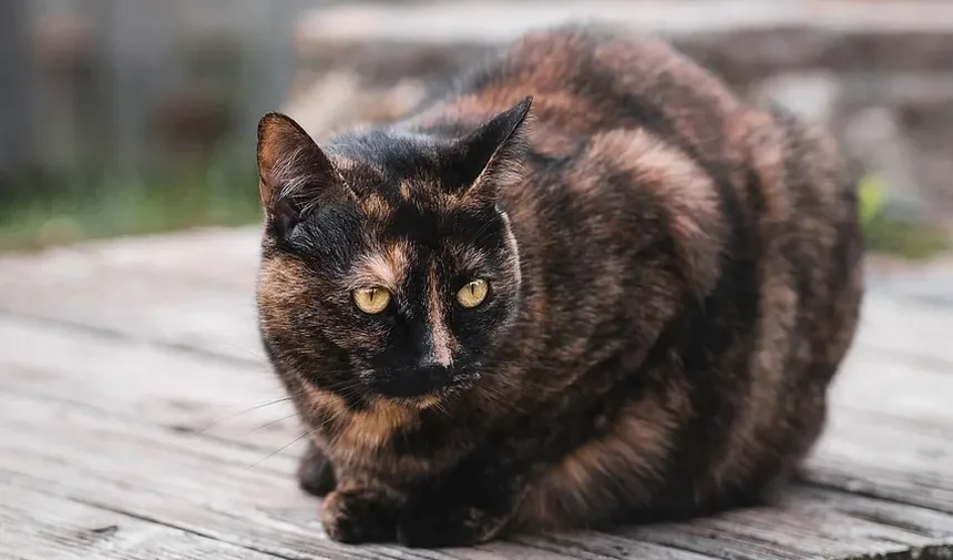 Por que minha gata coça as orelhas e balança a cabeça?