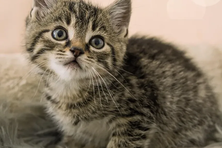 Por que minha gata coça as orelhas e balança a cabeça?