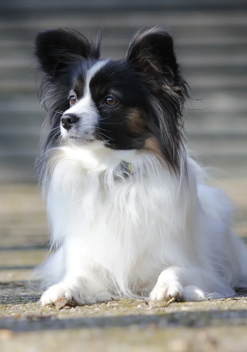 Por Que Meu Cão Late Só Para Mim?