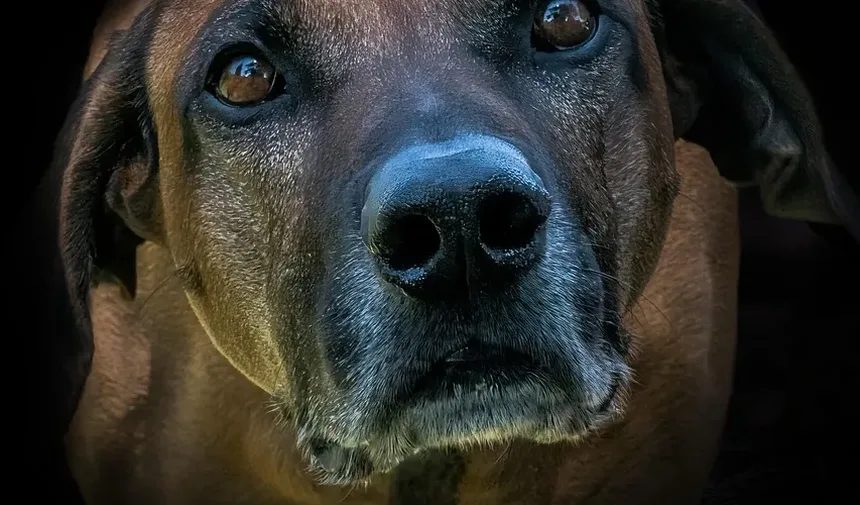 Por Que Meu Cão Late Só Para Mim?