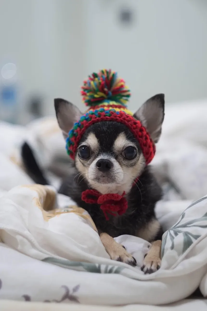 Por Que Meu Cão Late Para Mim Toda Vez Que Eu Chego em Casa?