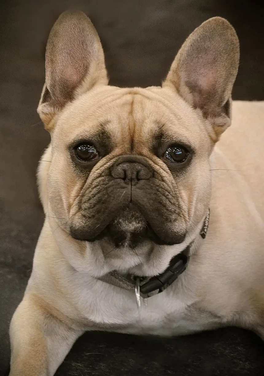 Por Que Meu Cão Late Para Mim Toda Vez Que Eu Chego em Casa?