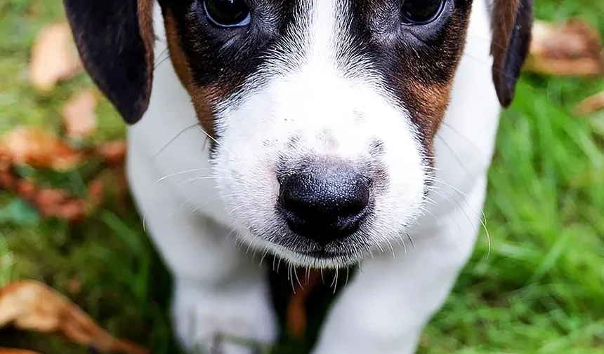 Por Que Meu Cão Late Para Mim Toda Vez Que Eu Chego em Casa?